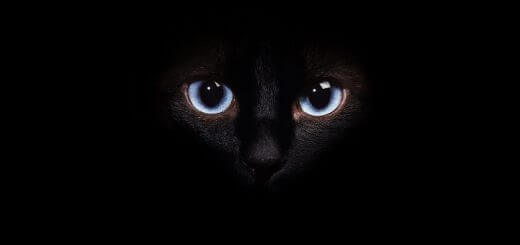 zwarte kat. Je ziet haast alleen ogen