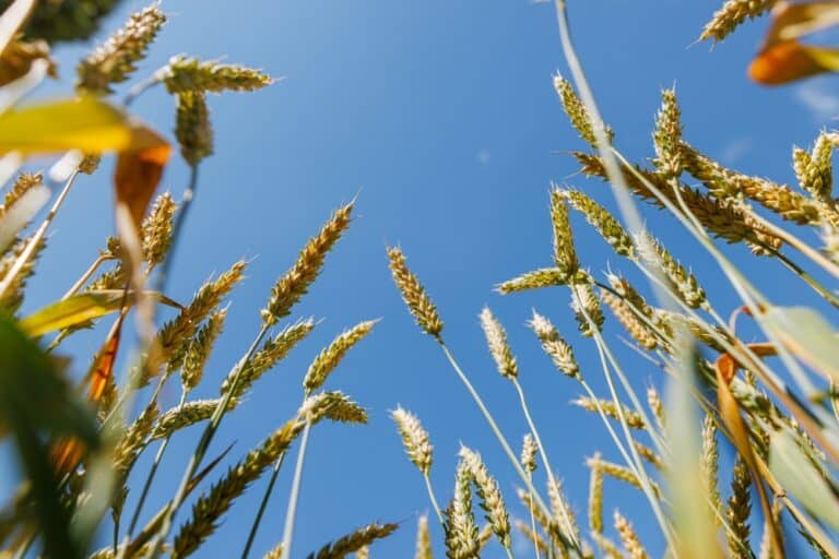 Duurzamer, kwalitatiever en efficiënter: de kansen van data-uitwisseling in agrifood