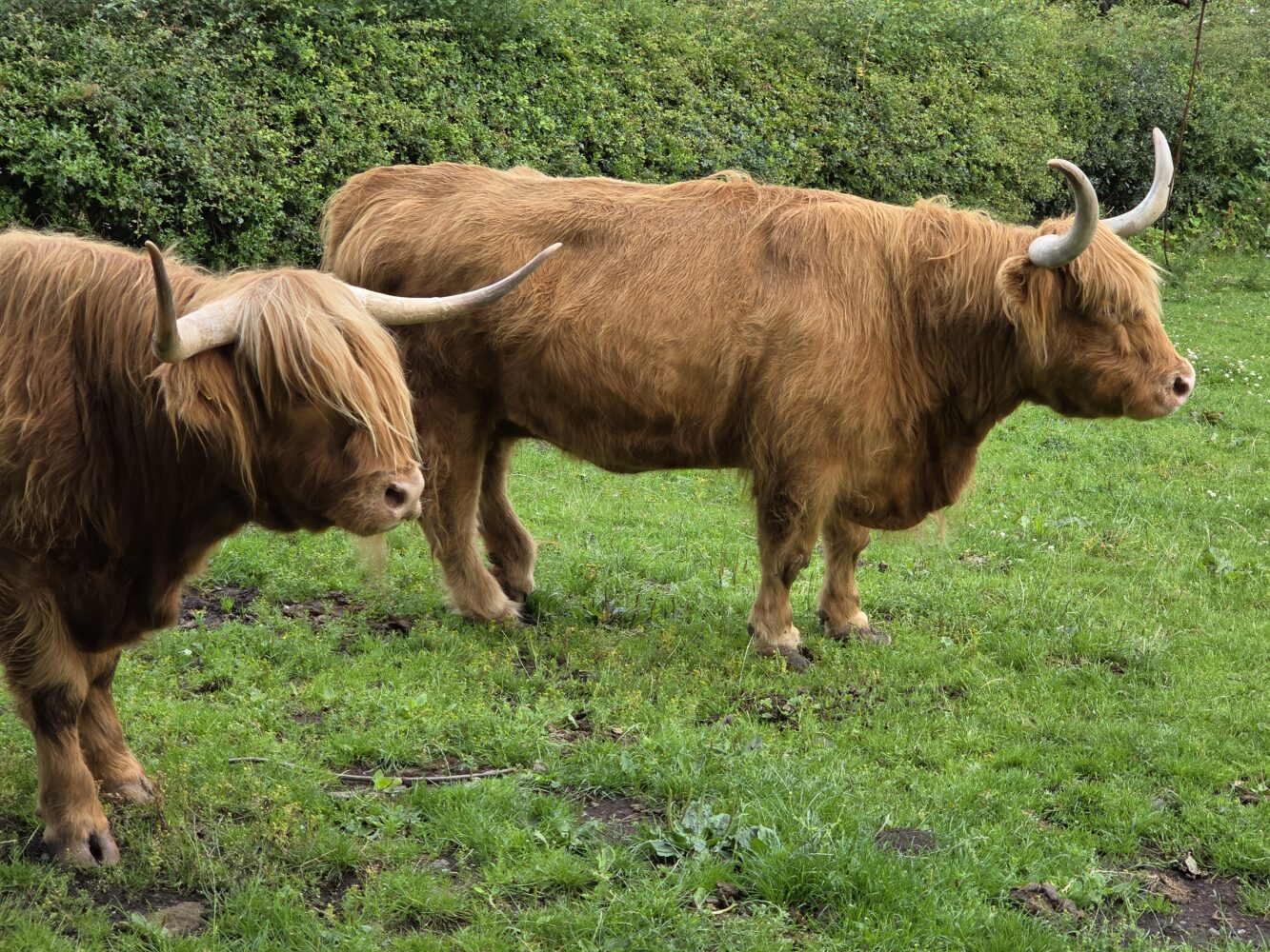 Twee Highland koeien met lange horens en een ruige roodbruine vacht staan op groen gras met een heg op de achtergrond, in verbluffend detail vastgelegd op een Samsung Galaxy Z Fold 7.