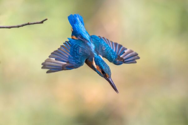 CM.com wijst overnamebod van Bird af