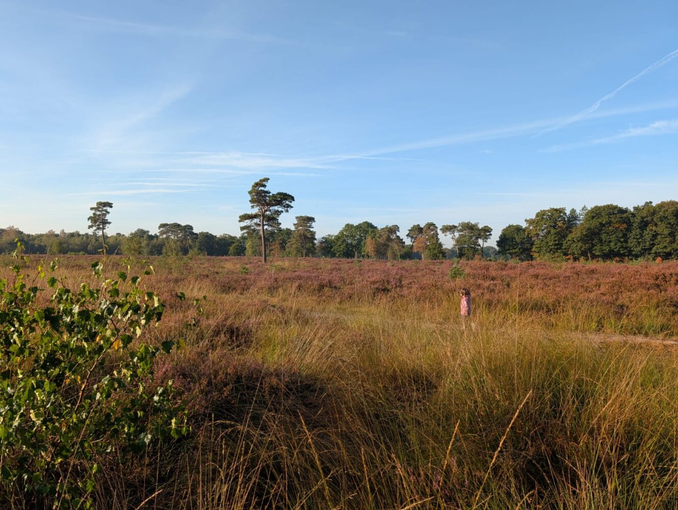 Weids natuurlijk landschap met hoge grassen, schaarse struiken en verspreide bomen onder een helderblauwe lucht, vastgelegd op een Google Pixel 10 Pro, met een persoon in het midden van de achtergrond.