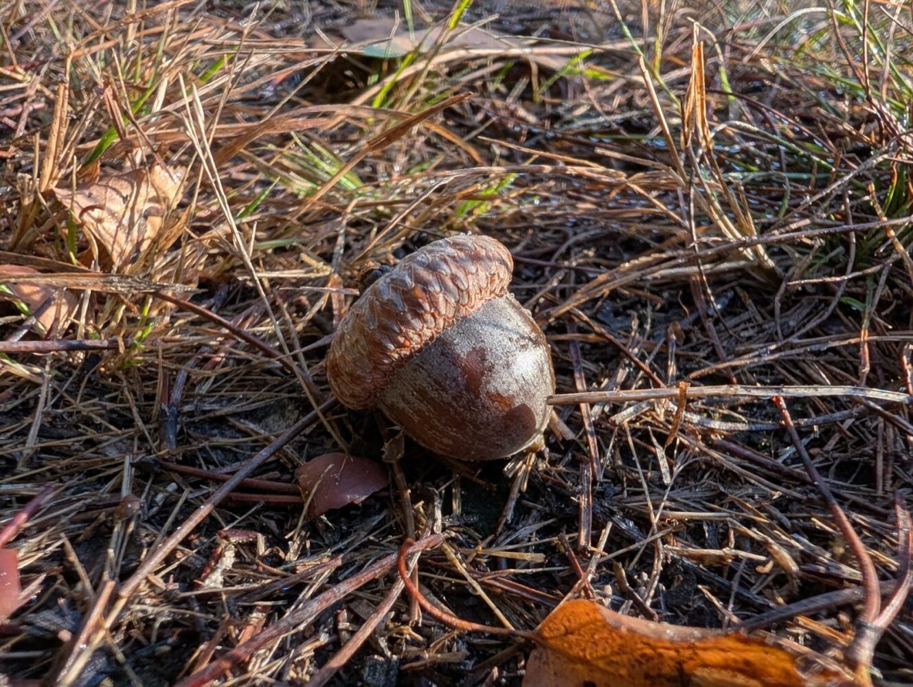 Een close-up opname gemaakt met de Google Pixel 10 Pro laat een enkele eikel zien die rust op droog gras en dennennaalden onder het zonlicht.