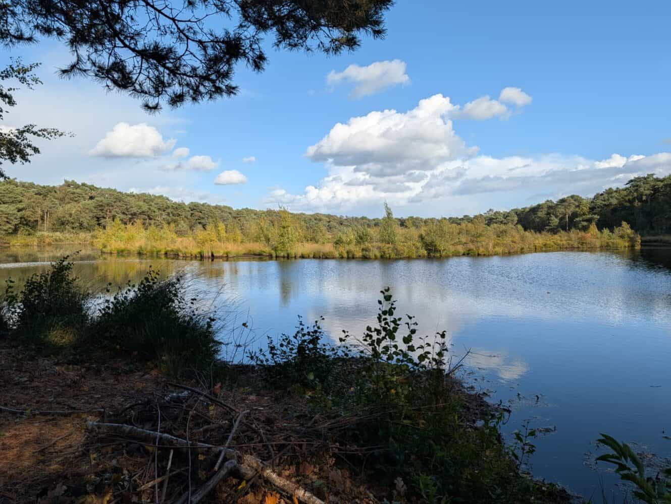 Een rustig meer omzoomd door bomen onder een blauwe lucht met verspreide wolken; takken en struiken zijn zichtbaar op de voorgrond - elk detail is prachtig vastgelegd op de Google Pixel 10 Pro.