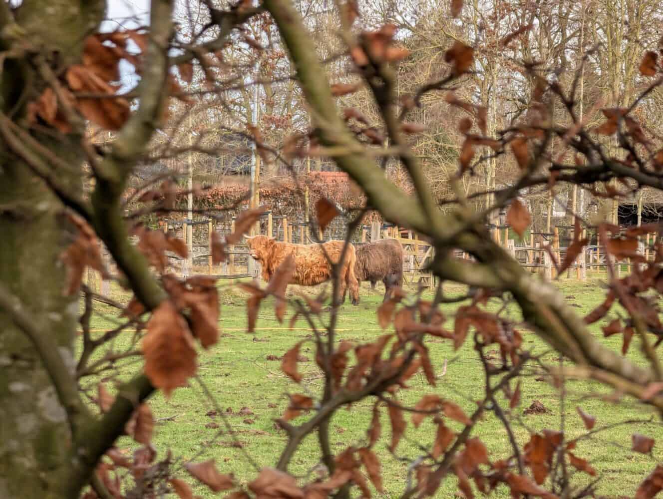 Twee Highland koeien staan in een grasveld, gedeeltelijk verborgen door boomtakken met bruine bladeren op de voorgrond - een beeld dat scherp genoeg is voor elke Samsung Galaxy S26 Ultra review.