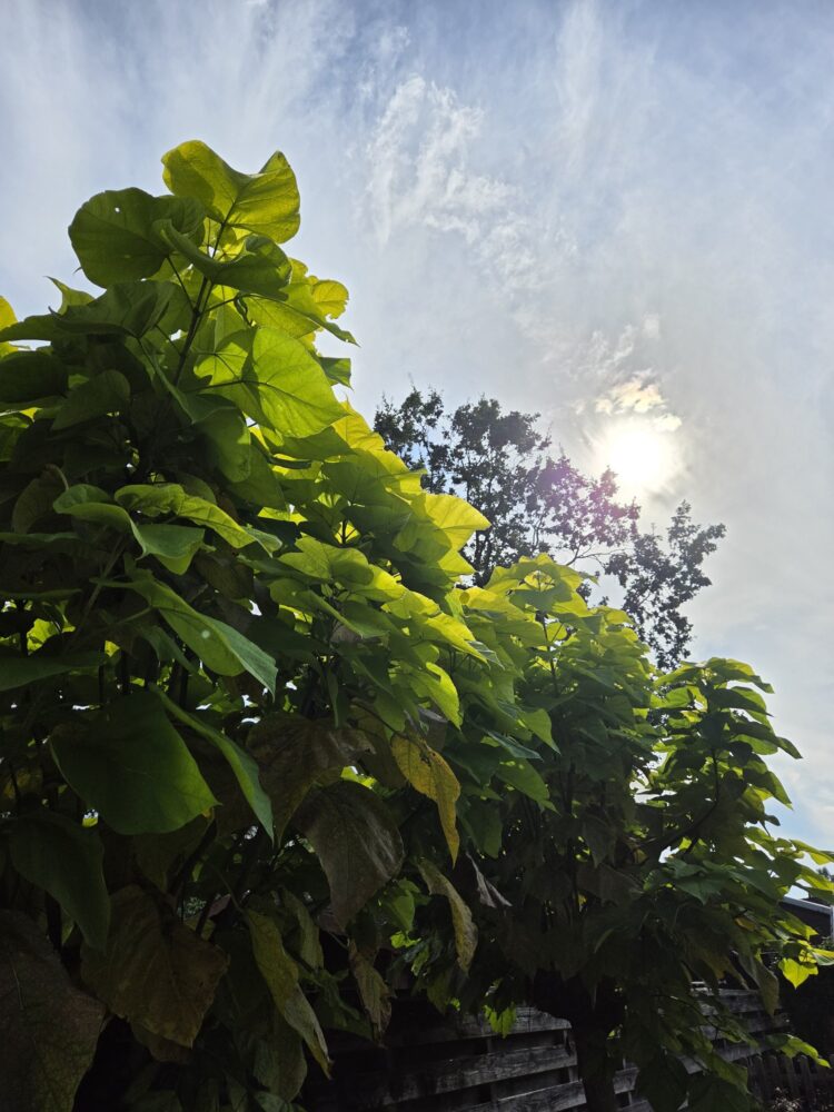 Samsung Galaxy Z Fold 8-foto (11)